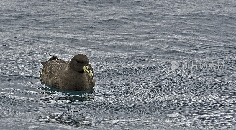 白颊海燕，又称Cape Hen，原孢海燕，是原孢海燕科的一种大型海鸥。它分布在南大洋，北至南澳大利亚、秘鲁和纳米比亚，并在分散的岛屿上繁殖。